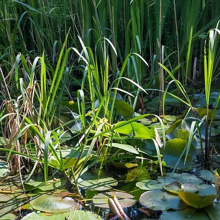 Appartement Idyllisches Am Berliner Stadtrand Hoppegarten